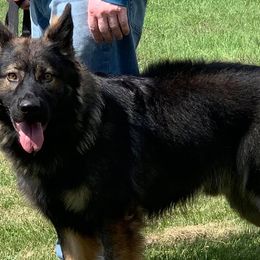German Shepherds from Noble K-9