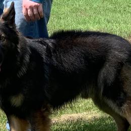 German Shepherds from Noble K-9