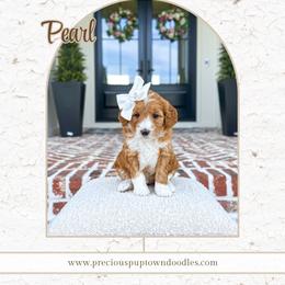 Pearl - Red  female Goldendoodle puppy in Bell Buckle, Tennessee from Precious Puptown Doodles