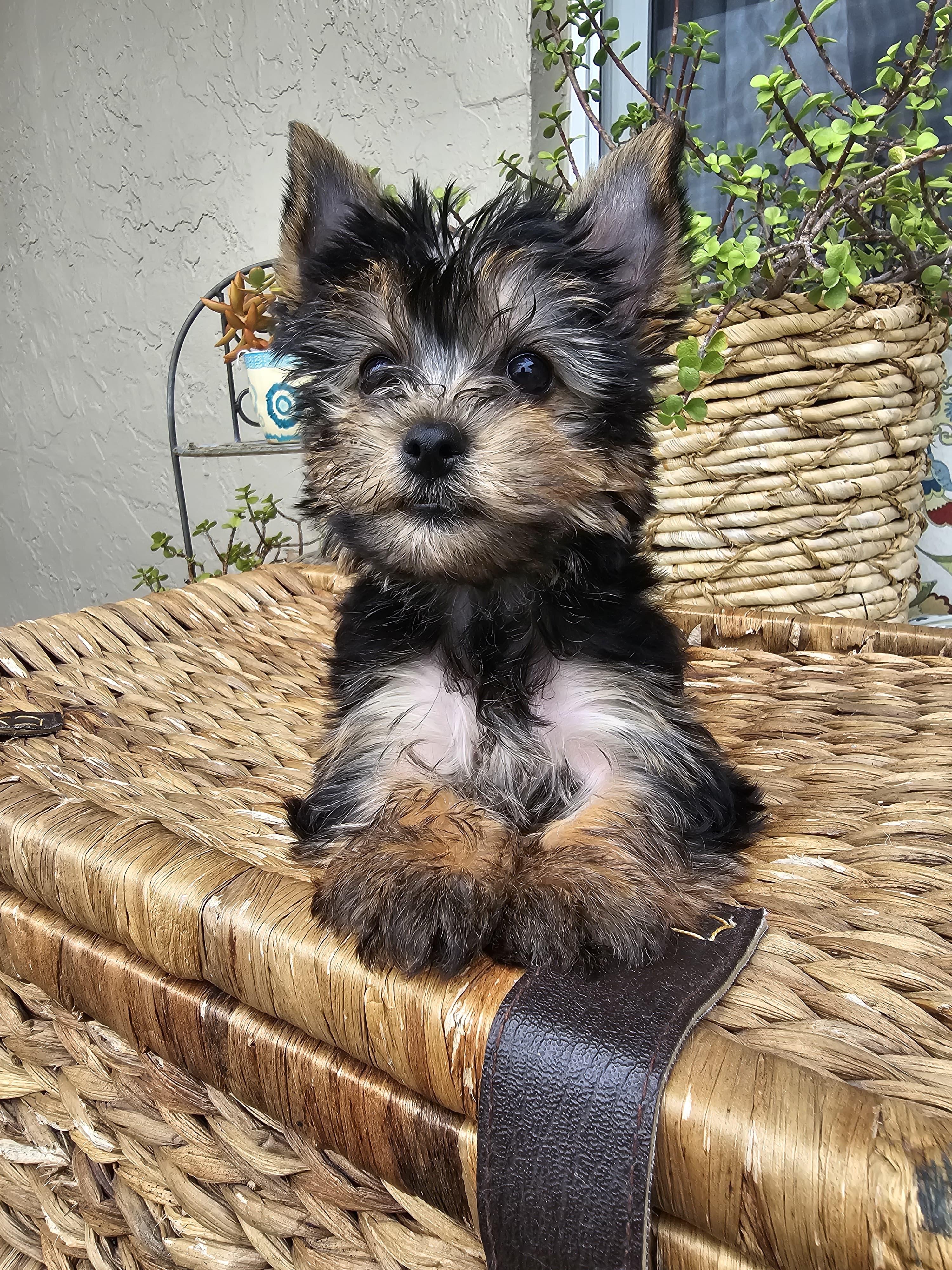 Nice Terriers Yorkiefamily7 in Florida | Yorkshire Terrier puppies | Good Dog