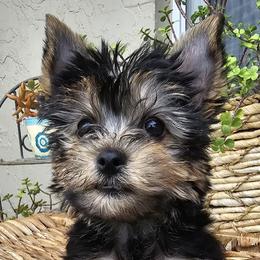 Yorkshire Terriers from Yorkiefamily