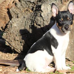 Rat Terriers from So Co Rat Terriers