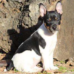 Rat Terriers from So Co Rat Terriers