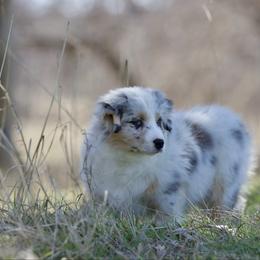 Gravy - Blue merle male Miniature American Shepherd puppy in Stephenville, Texas from Diamond H Aussies