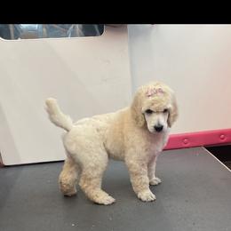 Poodle All Grown Up from Purley Poodles