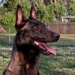 Belgian Malinois All Grown Up from E-Quality Kennels