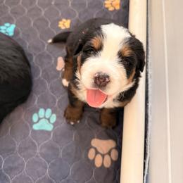 Karen Beverly - Tri-color female Bernese Mountain Dog puppy in Fort Meade, Florida from Baldwin Dood Ranch