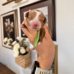 Baylee Male Green Collar - Red male Cavapoo puppy in Pleasant Grove, Utah from Destination Doodles