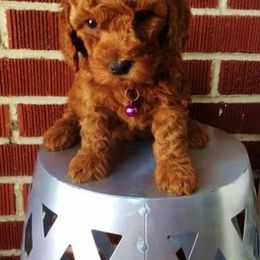 Goldendoodle Puppies from Abidoodles