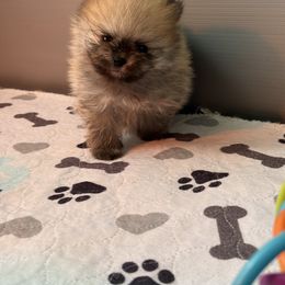 French Bulldog and Pomeranian Puppies from Couture_frenchies