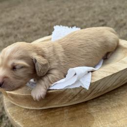 Whisky - Cream male Dachshund puppy in Bald Knob, Arkansas from Victoria’s Dachshunds