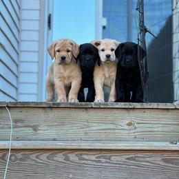 Girl 1 - Black Labrador Retriever puppy in Montville, New Jersey from Otter Creek Labradors