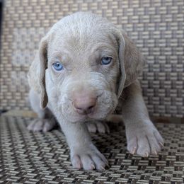 Silver boy 3 - Silver gray male Weimaraner puppy in Rancho Cucamonga, California from Freehart's Weimaraners