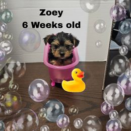 Pink Traditional girl - Black and tan female Yorkshire Terrier puppy in Inverness, Florida from Luvayorkie&more