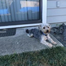 Assorted Doodle Crosses, Double Doodle, Maltipoo, Morkie, and Yorkipoo Puppies from Danza Bolo