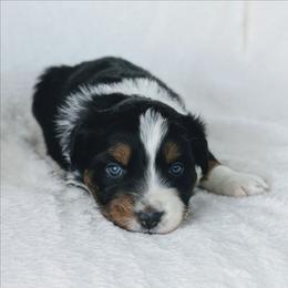 Boy 1 (Red) - Black tri-color male Australian Shepherd puppy in Yakima, Washington from Naches Heights Ranch