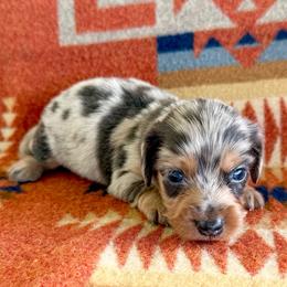 Maverick- Dilute Blue Dapple - Dapple male Dachshund puppy in Okeechobee, Florida from HotShot Kennels