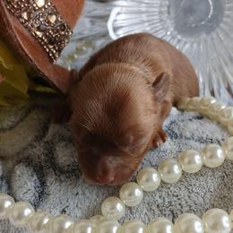 King Scorpio - Liver male Yorkshire Terrier puppy in Humble, Texas from Marnax Yorkshire Babies