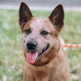 Willard - Australian Cattle Dog