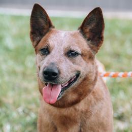 Willard - Australian Cattle Dog
