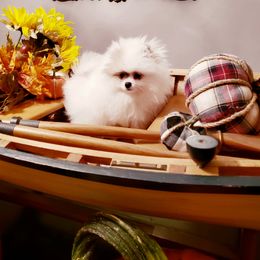Pomeranian Puppies from Picky Chic Pomeranians