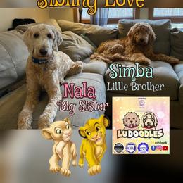 Goldendoodle Puppies from Lu Doodles