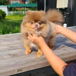 Lucy - Lavender & Tan - Pomeranian