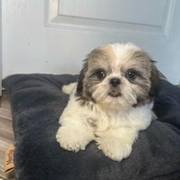 Primm - Tricolor female Shih Tzu puppy in California from Fairy Tails Shih Tzus CA