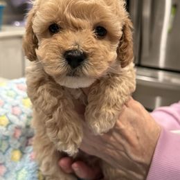 Dark cream to light apricot AKC male - Apricot male Poodle puppy in Quincy, Florida from Always Best Kennels, Inc
