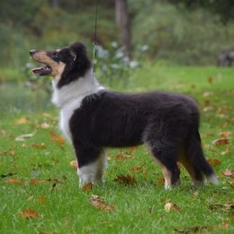Wilbur - Black white and tan male Collie puppy in Danville, Pennsylvania from Brookwood Collies, Smooth & Rough