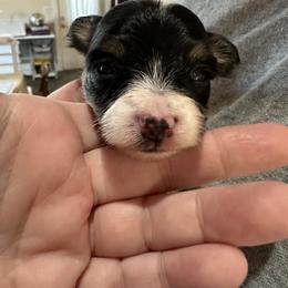 Girl 2 - White and black female Papillon puppy in Middleville, Michigan from Cheryl's Papillons
