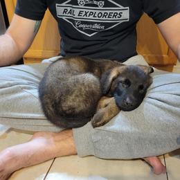 German Shepherd Puppies from Scenic City Shepherds
