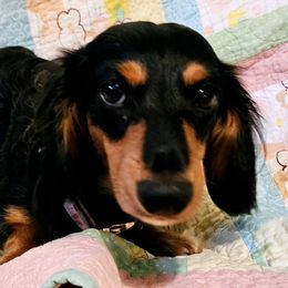 Scar - Dachshund