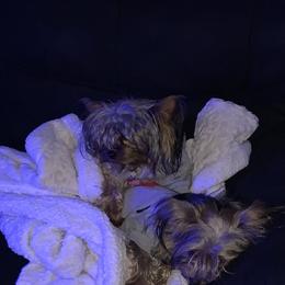 Yorkshire Terrier Puppies from Missy Lu Lap Puppies