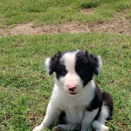 Border Collie Puppies from Bond Border Collies