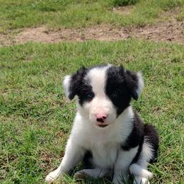 Border Collie Puppies from Bond Border Collies