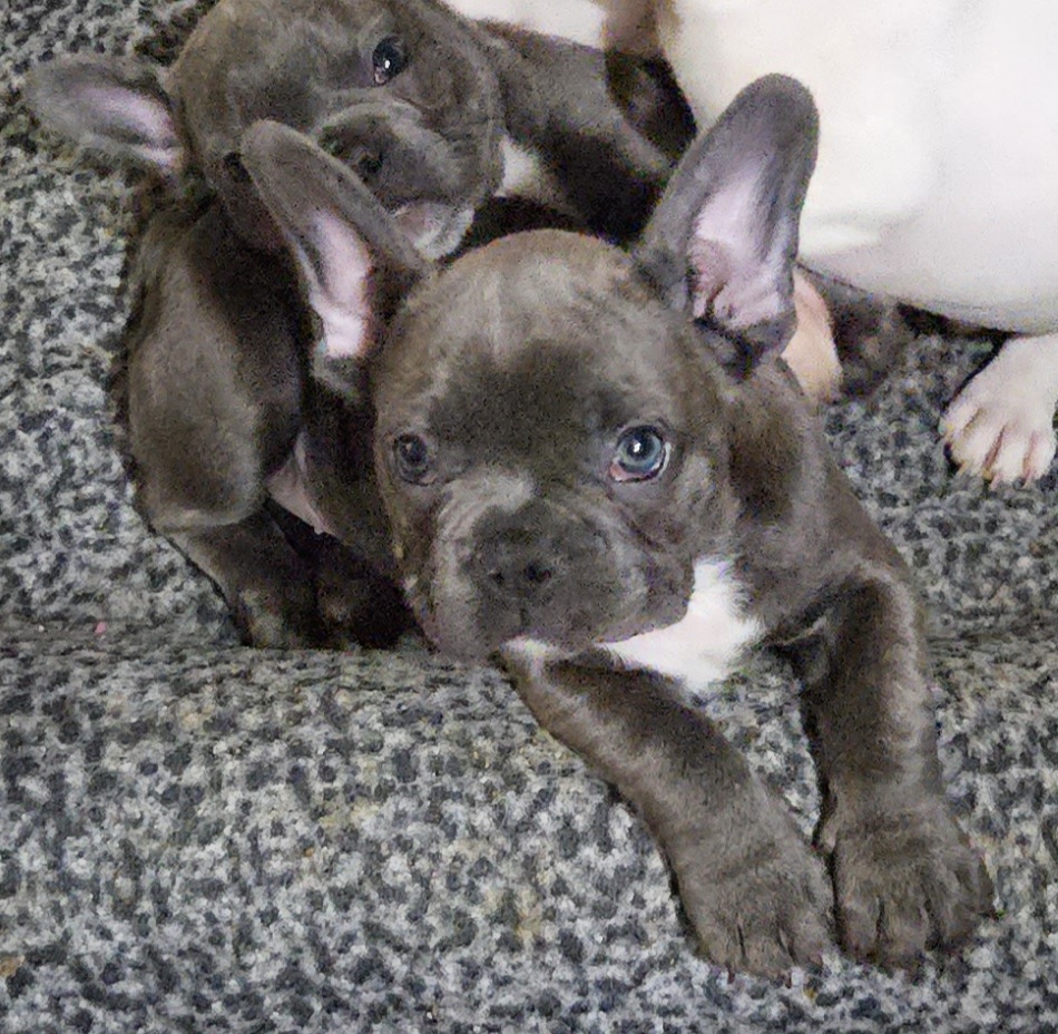 Yellow collar 💛 - French Bulldog puppy in Monterey, Louisiana from McaysKennels