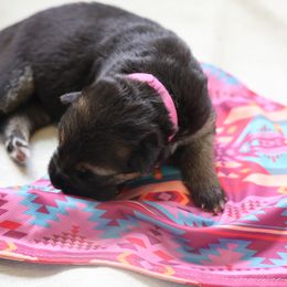 German Shepherd Puppies from Milestone GSDs