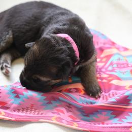 German Shepherd Puppies from Milestone GSDs