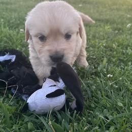 Buster - Light golden male Golden Retriever puppy in Grant County, Indiana from On The Sunny Side Pavey Farms