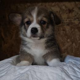 Labrador Retriever and Pembroke Welsh Corgi Puppies from Moonlight Kennels