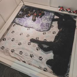 Poodle Puppies from Huckleberry Standard Poodles