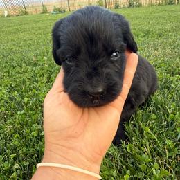 Aqua - Black female Newfoundland puppy in Great Falls, Montana from True North Newfoundlands