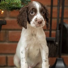 Liver and White - Boy 1 - Liver and white male English Springer Spaniel puppy in Oxford, Connecticut from Woodland Kennel