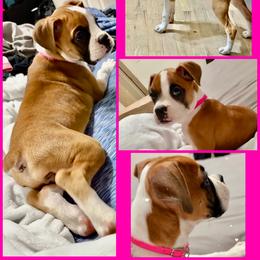 Sweetheart - Fawn female Boxer puppy in Nw Oregon, Oregon from Vincent's Pride Boxers ~ Dudley's Dream Boxers