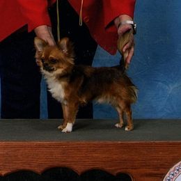 Rusty - Chihuahua