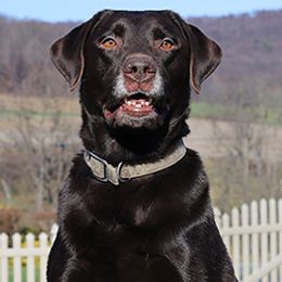 Labrador Retriever All Grown Up from Larke Lab Kennels