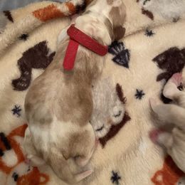 Red Collar - Red and white male Basset Hound puppy in Callao, Virginia from Walk The Line Basset Hounds