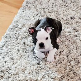 Boston Terrier Puppies from Our Gang Bostons
