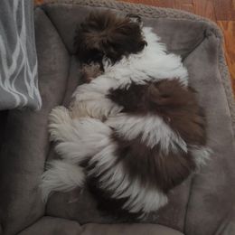 Shihpoo and Shih Tzu Puppies from The Luckie Puppy